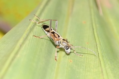 Chlorophorus annularis