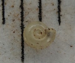Helicodiscus