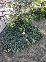 Hedera helix