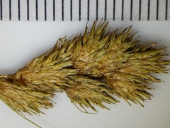 Carex crawfordii
