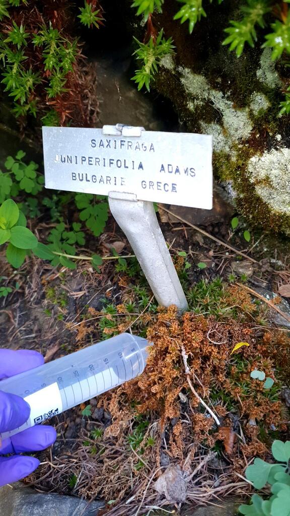 Saxifraga juniperifolia