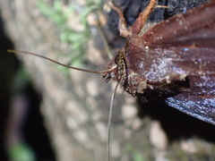 Austramathes purpurea
