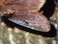 Austramathes purpurea