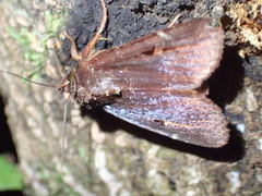 Austramathes purpurea