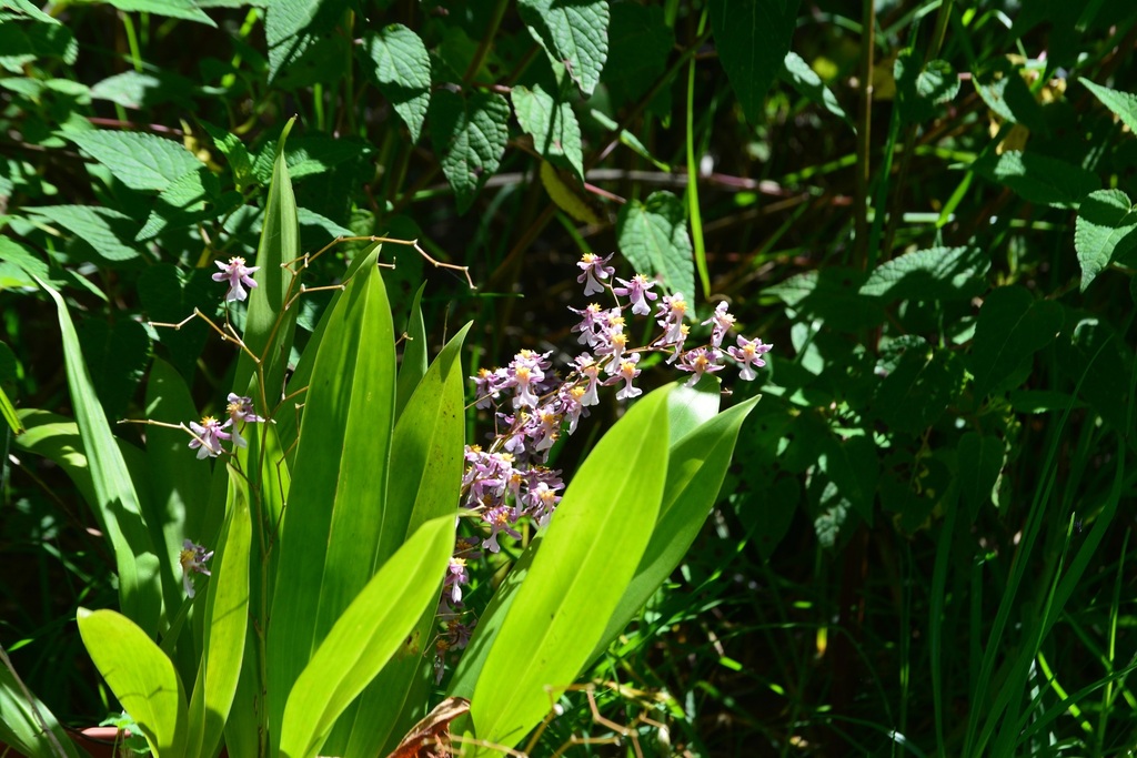 Oncidium sotoanum; photograph (c) Neptalí Ramírez Marcial, some rights reserved (CC BY)