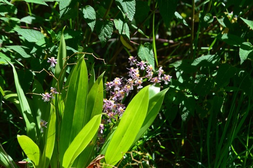 Oncidium sotoanum