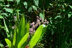 Oncidium sotoanum