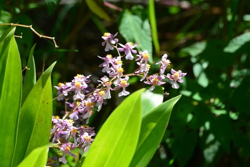 Oncidium sotoanum, photograph 1