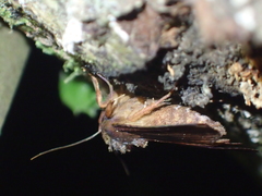Austramathes purpurea