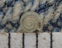 Helicodiscus