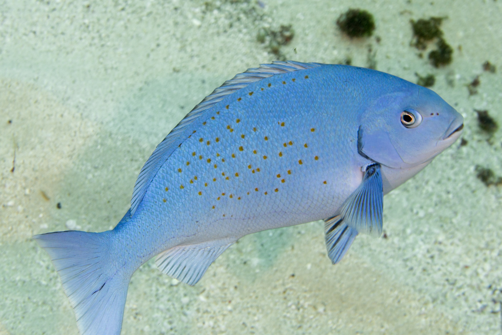 Blue Drummer (Lord Howe IslandBlue Drummer (Lord Howe Island  