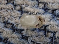 Helicodiscus