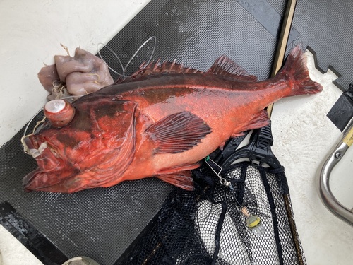 Mexican rockfish (Sebastes macdonaldi) — Sebastidae — 3