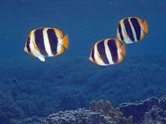 Three-Striped Butterflyfish photo 2