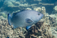 Speckled Blue Grouper photo 2