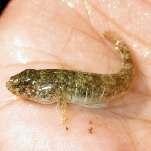Knysna sandgoby (Psammogobius knysnaensis) — Gobiidae — 2