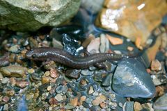 Desmognathus brimleyorum