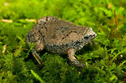 Eastern Narrow-mouthed Toad