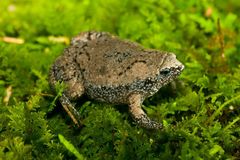 Eastern Narrow-Mouthed Toad photo 5