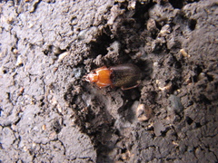 Amphasia interstitialis