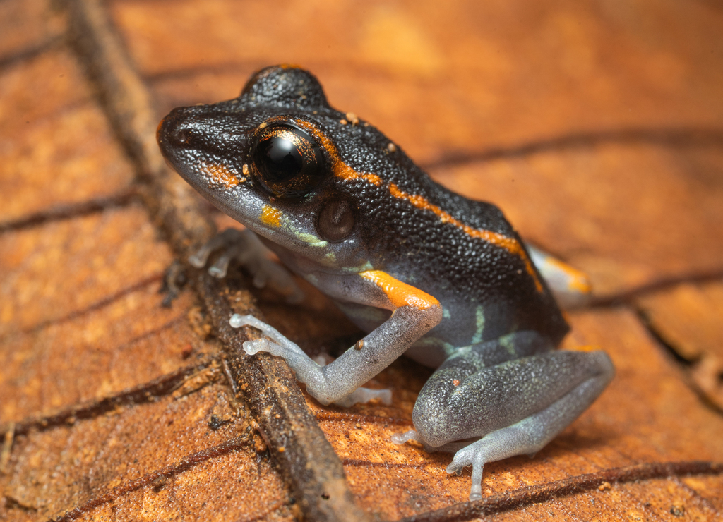 Fort Randolph Robber Frog