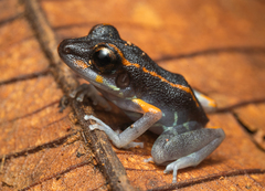 Fort Randolph Robber Frog photo 1