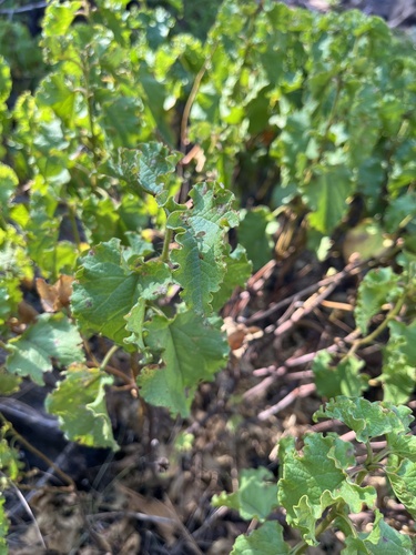 Avistamiento Cistus populifolius
