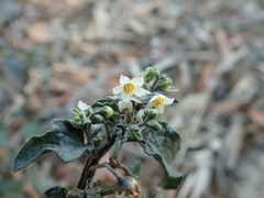 Solanum