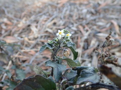 Solanum