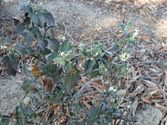 Solanum