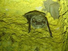 Taphozous mauritianus