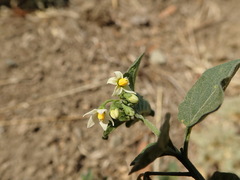 Solanum