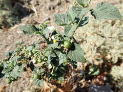 Solanum
