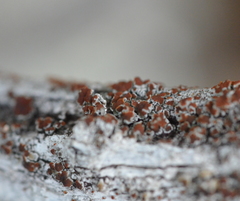 Lecanora cinereofusca