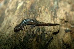 Desmognathus brimleyorum