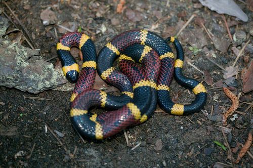 Texas Coralsnake