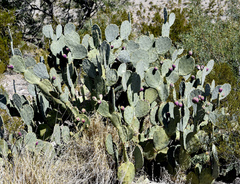 Opuntia engelmannii engelmannii