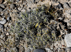 Grusonia aggeria