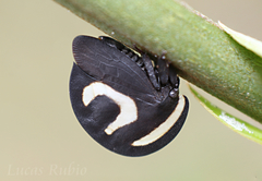 Membracis foliatafasciata