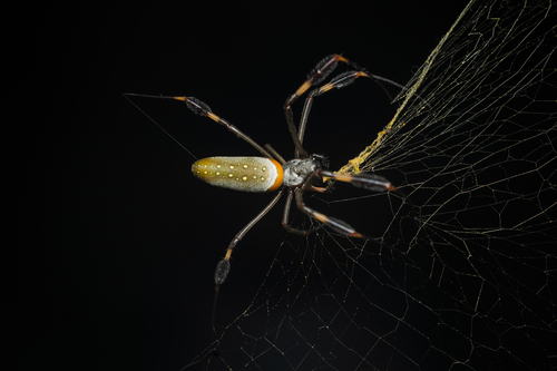 Golden Silk Spider, photo 2 of 8