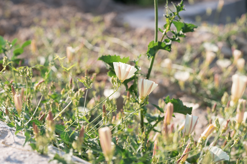 Scammony (Convolvulus scammonia)