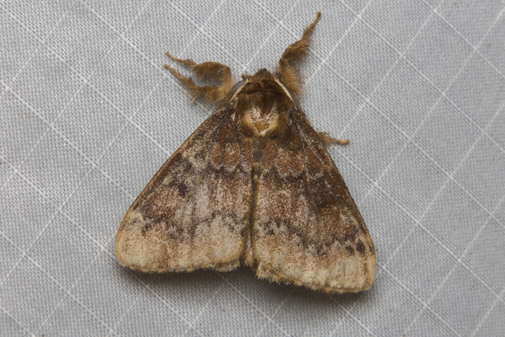 Rhypotoses humida