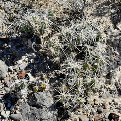 Grusonia aggeria