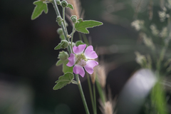 Malva aegyptiaca (Malva unguiculata)