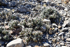 Grusonia aggeria