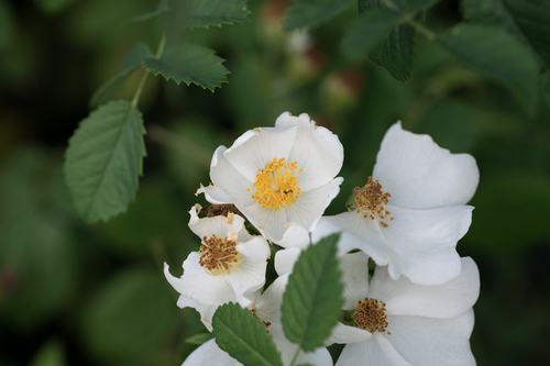 Phoenician Rose (Rosa phoenicia)