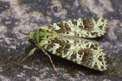 Checupa fortissima