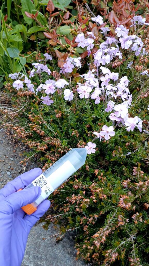 Phlox subulata