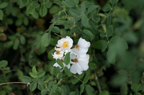 Rosa phoenicia, photograph 1