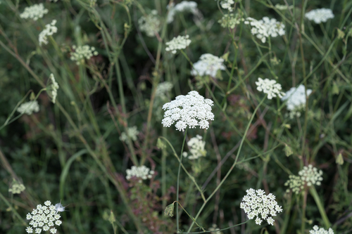 Pimpinella peregrina, photograph 1